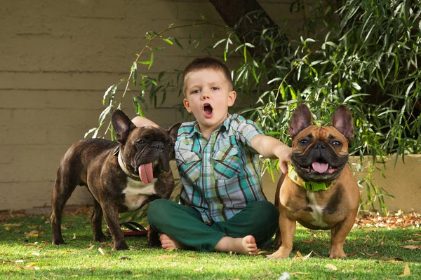 Uivando menino com buldogues — Fotografia de Stock