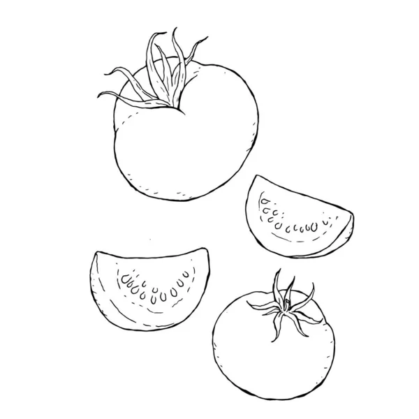 Illustration Linéaire Réaliste Une Tomate Entière Quelques Morceaux Tomate Sans — Photo