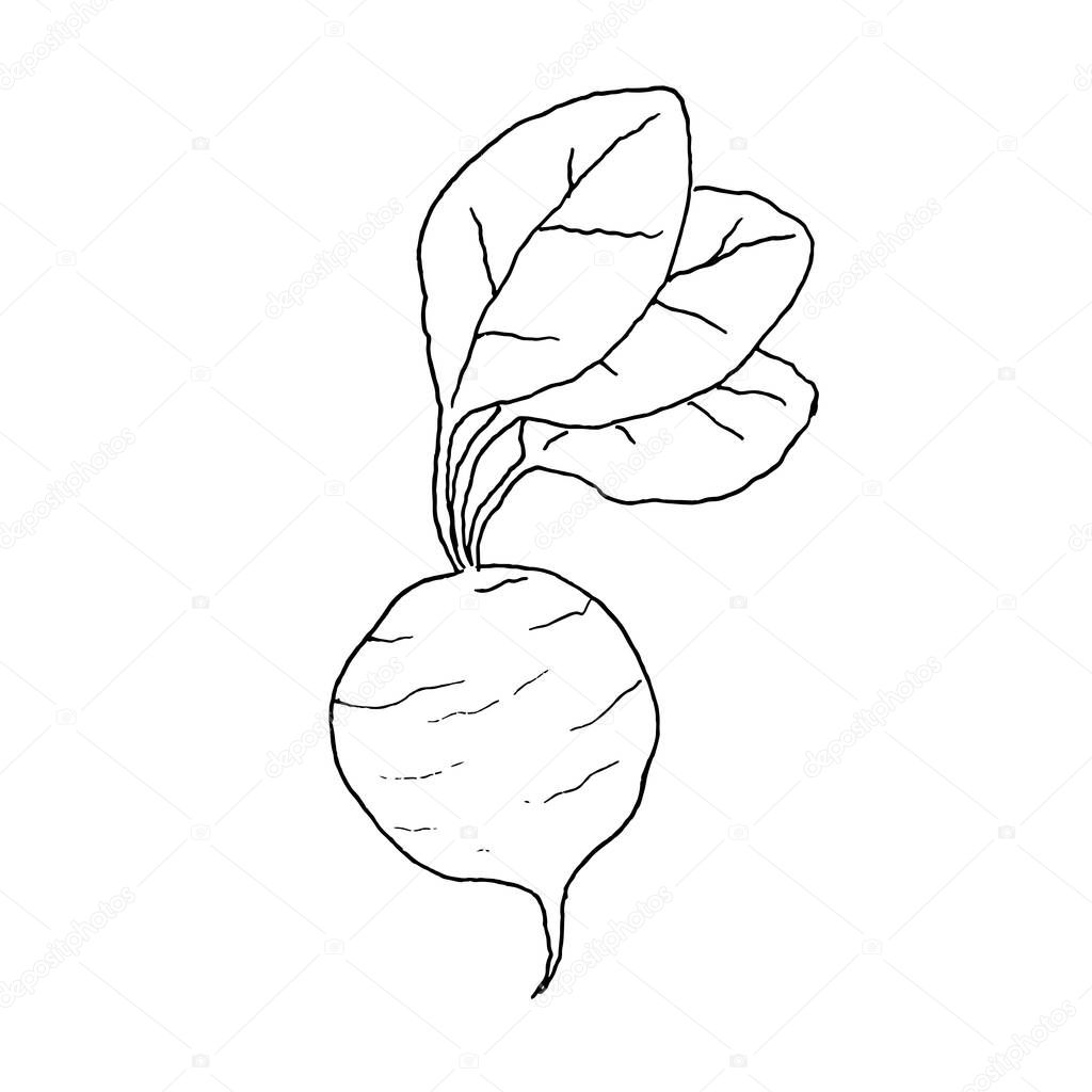 Linear illustration of a radish without color