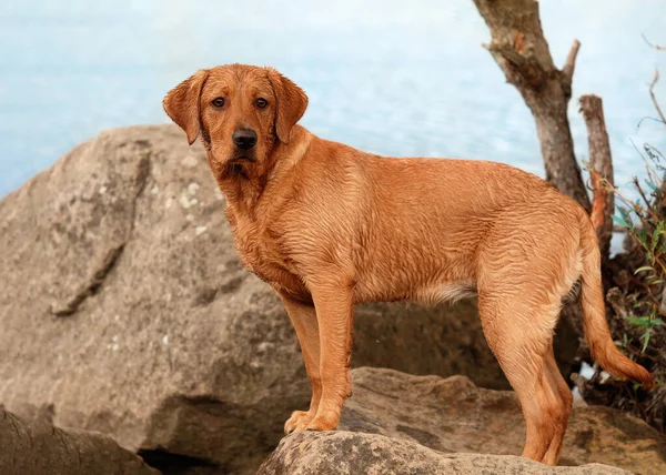 Red labrador Stok Foto, Red labrador Gambar Bebas Royalti | Depositphotos Red Labrador Stok Foto, Red Labrador Gambar Bebas Royalti | Depositphotos