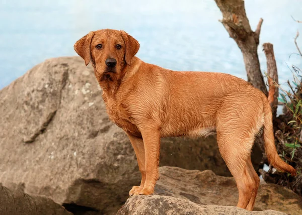 Yaung tilki labrador göl kenarındaki taşın tepesine doğru yürüyüşe çıktı.