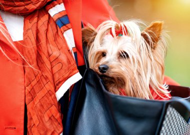 Kırmızı ceketli Yorkshire Teriyeri kadın çantasında oturuyor.