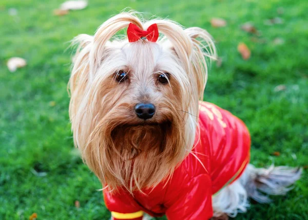 Yorkshire Terrier Red Coat Standing Grass — Stock Photo, Image