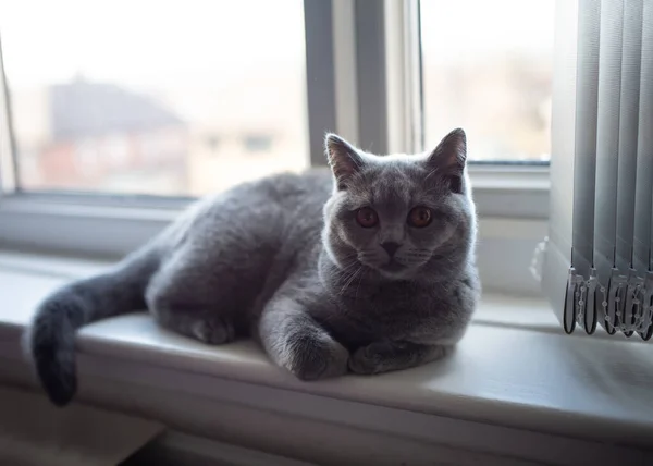 Blaue Britisch Kurzhaar Katze Liegt Auf Fensterbank Und Blickt Die — Stockfoto