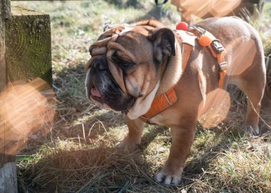 Kızıl İngiliz Bulldog 'u gün ışığında çimenlerde yürüyor.