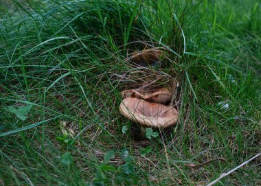 Güneşli bir günde yeşil çimlerde mantar