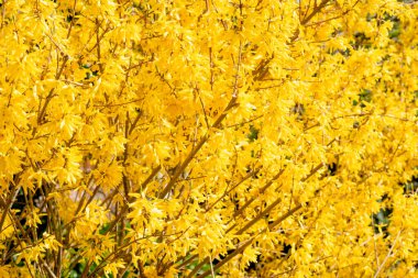 Baharda bahçedeki çalılıklarda sarı çiçekler