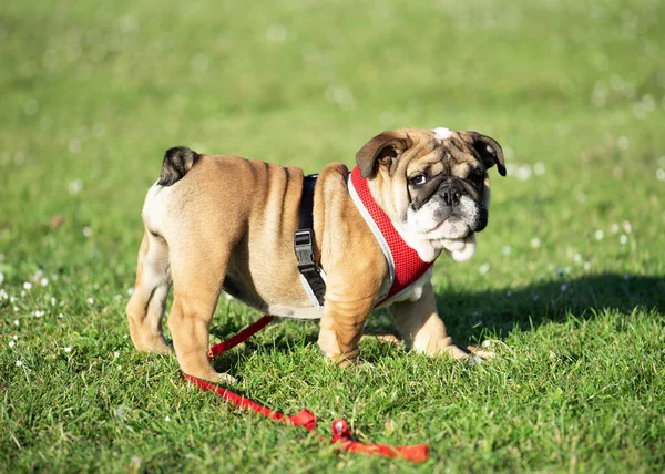 Puppy Red English Bulldog Red Harness Out Walk Walking Dry — Stock Photo, Image