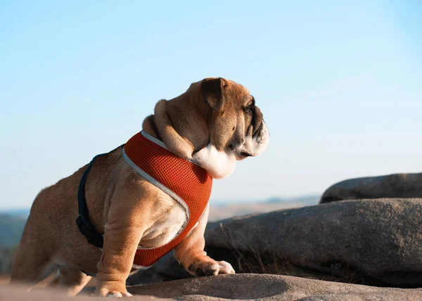 Welpe Der Roten Englischen Bulldogge Roten Geschirr Spazieren Auf Dem — Stockfoto