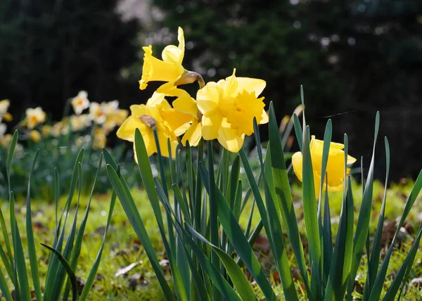 Narcisos Amarelos Primavera Jardim — Fotografia de Stock