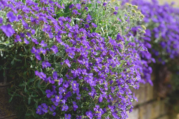Decorate Spring Purple Flowers Aubrieta Fence — Stock Photo, Image
