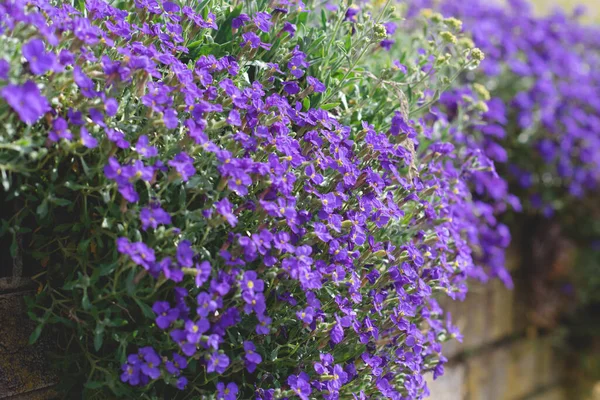 Decore Flores Roxas Primavera Aubrieta Cerca — Fotografia de Stock