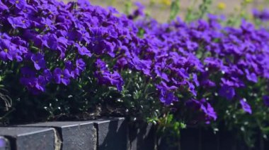 Çitteki Aubrieta 'nın bahar mor çiçeklerini süsleyin.