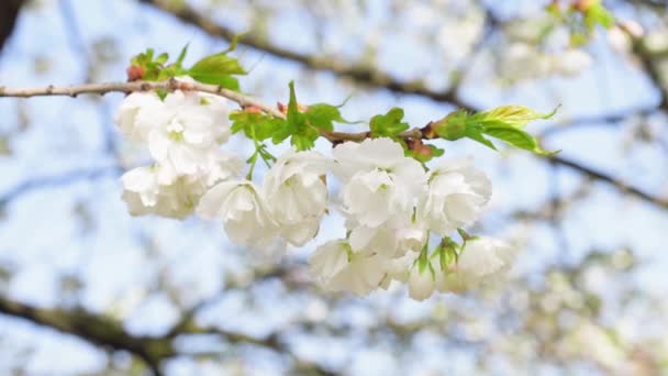 Ramo Fiori Bianchi Fioriscono Nella Giornata Calda Primavera — Video Stock