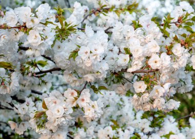 Beyaz çiçeklerin dalları ilkbaharda açan ılık bir günde