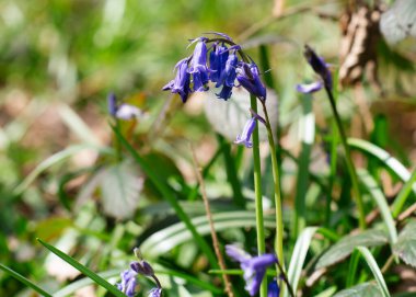 Çan çiçekleri güneşli bir günde ormandaki çayırlarda