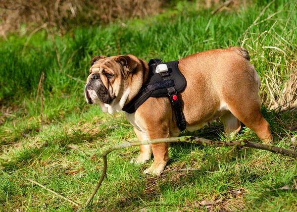 Red English Bulldog in red harness out for a walk walking on the grass in summer