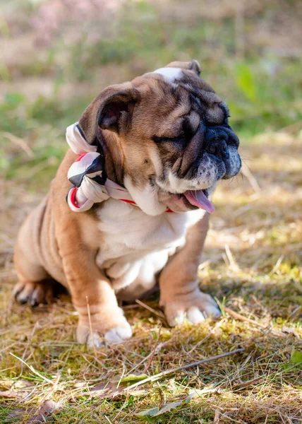 Welpe Der Roten Englischen Bulldogge Sitzt Halslos Freien Und Gähnt — Stockfoto