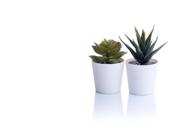 Två Kaktus Kruka Vit Bakgrund — Stockfoto