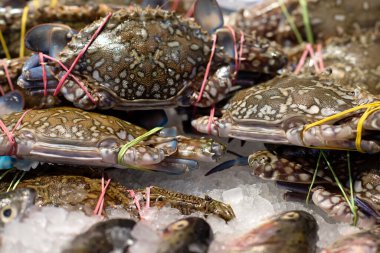 seashells on the stall in the market