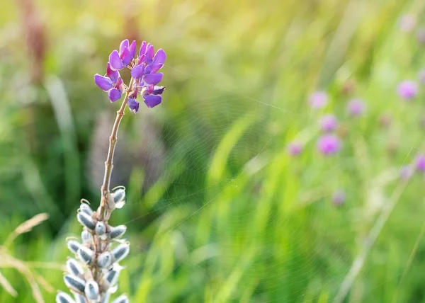 Purple Flowers Field Sunny Spring Day — Zdjęcie stockowe