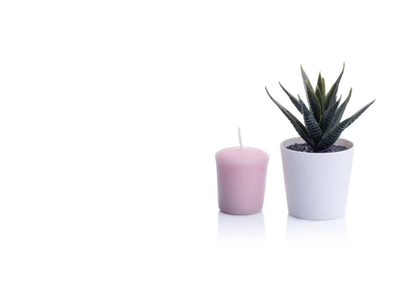 Cactus Pot Pink Rose Candle White Background — Foto Stock