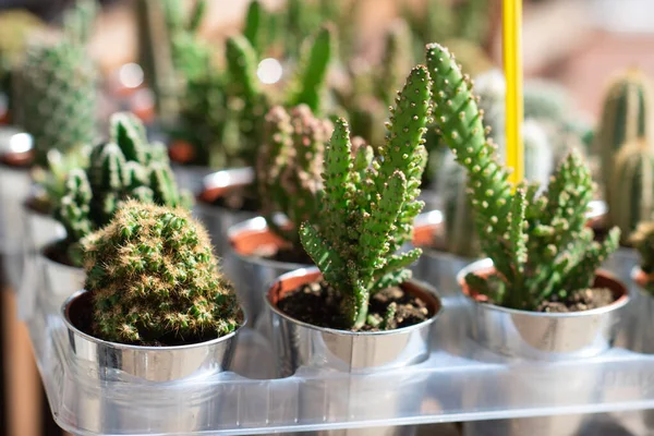 Cactus Piante Grasse Vasi Venduti Negozio — Foto Stock