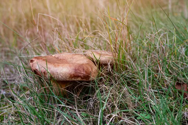 阳光明媚的日子里 绿草中的蘑菇 — 图库照片