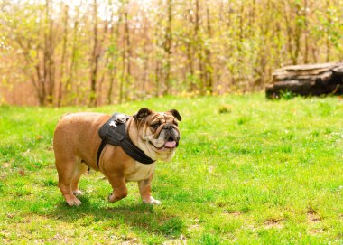 Kızıl İngiliz Bulldog 'u güneşli bir günde kuru çimlerin üzerinde yürümeye çıktı.
