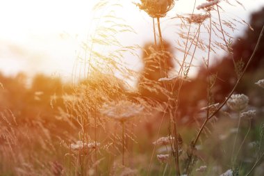 Sıcak yaz gününde rüzgarda kurumuş çimenler