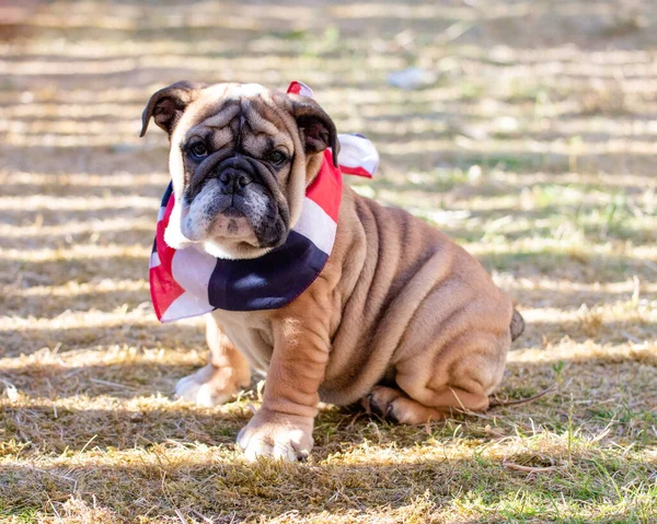 Welpe Der Roten Englischen Bulldogge Halslosen Freien Sitzend Und Garten — Stockfoto