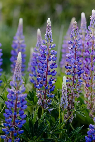 Paarse Lupine Het Groene Gras Bij Zonsondergang Zomer — Stockfoto