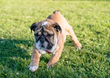 Kızıl İngiliz Bulldog köpeği, koşumsuz yeşil çimenlerde yürüyor.