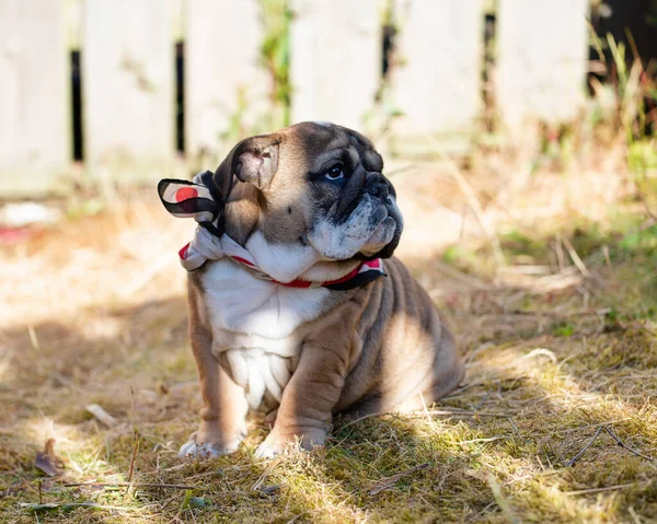 Welpe Der Roten Englischen Bulldogge Halslosen Freien Sitzend Und Garten — Stockfoto