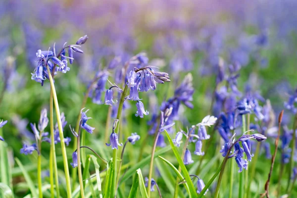 Bluebells Flowers Meadow Forest Sunny Day — Stock Photo, Image