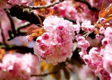 İlkbaharda açan pembe çiçeklerin dalı ılık bir akşamdır.