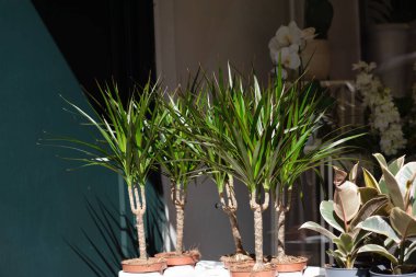 Bir dükkanda satılan çömlek fabrikaları.