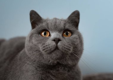 Mavi İngiliz Shorthair kedisine yakın çekim