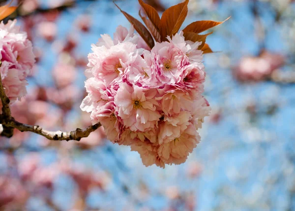 Branch Pink Flowers Blossom Spring Warm Evening — Stock Photo, Image