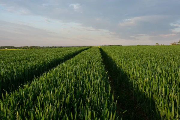 Большое Поле Пшеницы Неба Закате Обычный Сельский Пейзаж Англии Йоркшире — стоковое фото