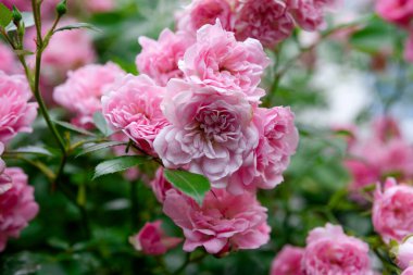 Yaz günü bahçede pembe güller