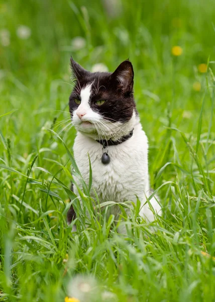 Black White Cat Sitting Green Grass — Stock Photo, Image