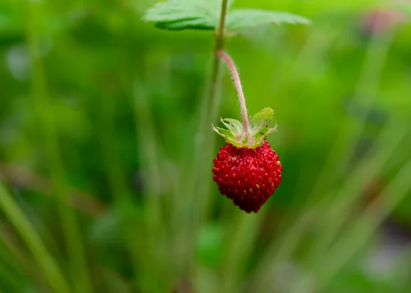 Nahaufnahme Von Erdbeeren Auf Dem Grünen Gras Sonnigen Sommertagen — Stockfoto