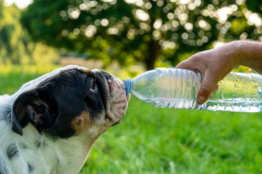 Siyah beyaz bir İngiliz bulldog, bir kişinin elinde tuttuğu temiz bir plastik şişeden su içer. Köpek güneşli bir günde dışarıda, arka planda yeşil çimenler ve ağaçlar bulanık..