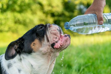Sıcak bir yaz gününde susamış bir İngiliz Bulldog plastik bir su şişesinden su içer..