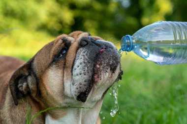 Bir bulldog çimenlerdeki plastik bir şişeden su içer..