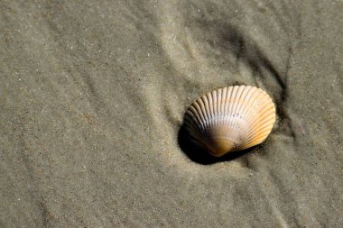 Okyanus sahilinde bir deniz kabuğu St. Augustine, Florida