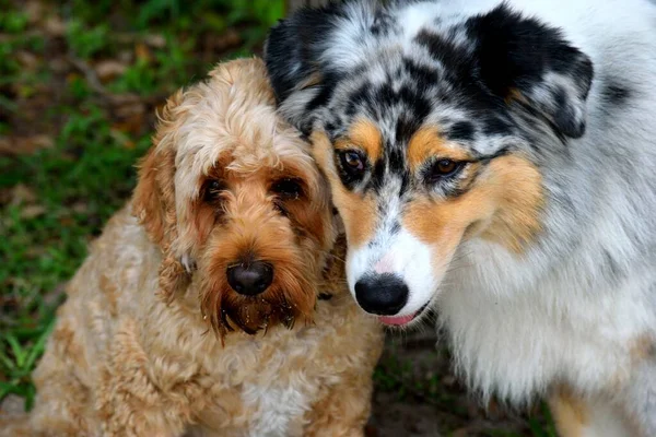 Cute Dogs Together Friends Posing Photo Background — Stock Photo, Image