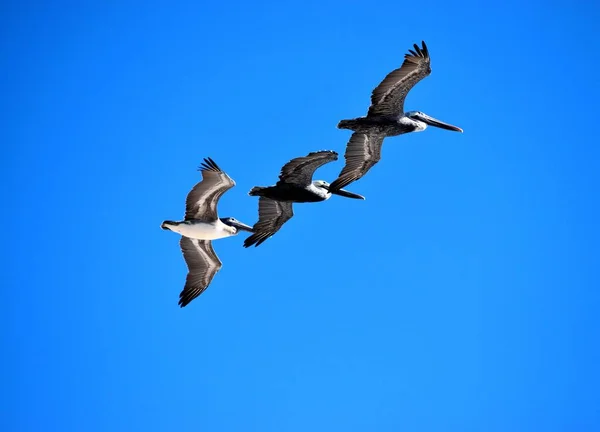 Tre Pellicani Che Volano Formazione Sullo Sfondo Dell Oceano — Foto Stock