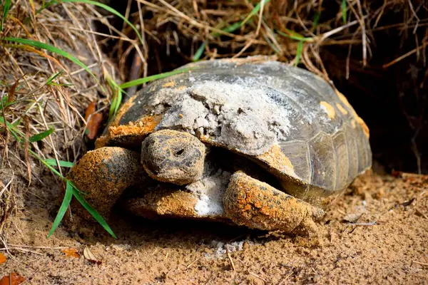 Gopher Kaplumbağası Florida Abd Deki Orman Bölgesinde Deliğinden Çıkıyor — Stok fotoğraf
